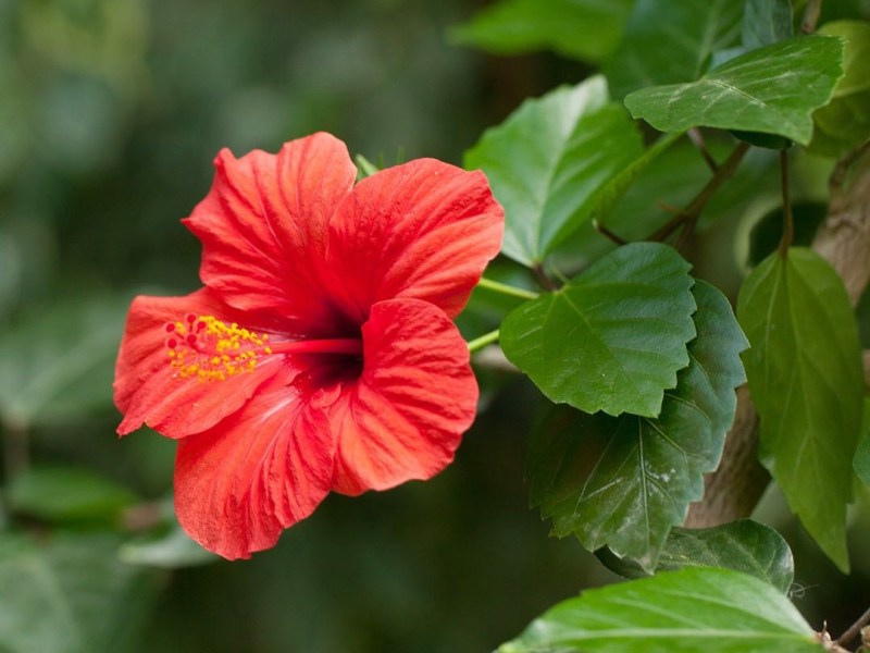 Picture This, alternative chinoise à&nbsp;Plantnet